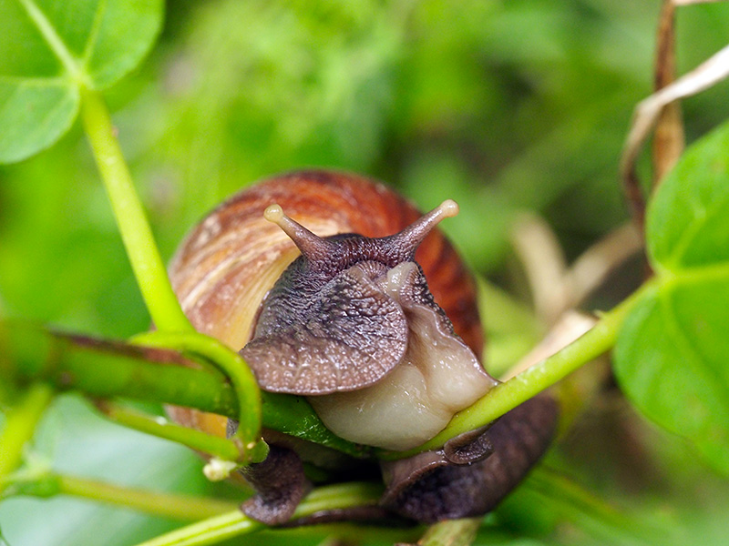 アフリカマイマイ
