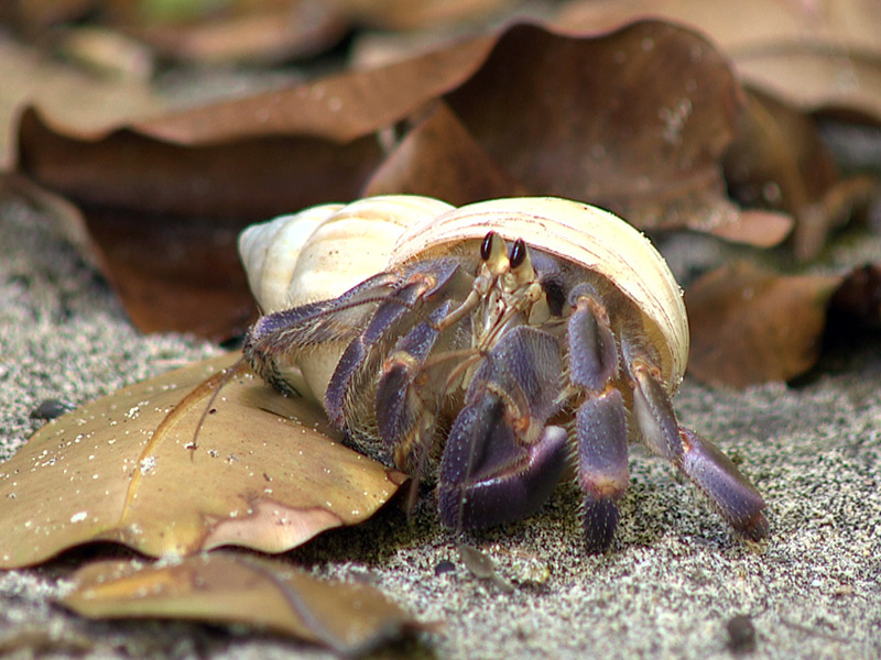 ムラサキオカヤドカリ