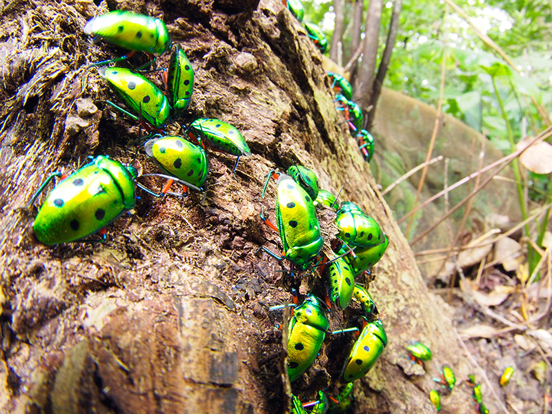 ナナホシキンカメムシ