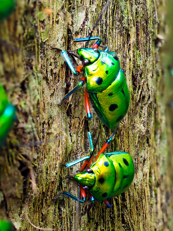 ナナホシキンカメムシ