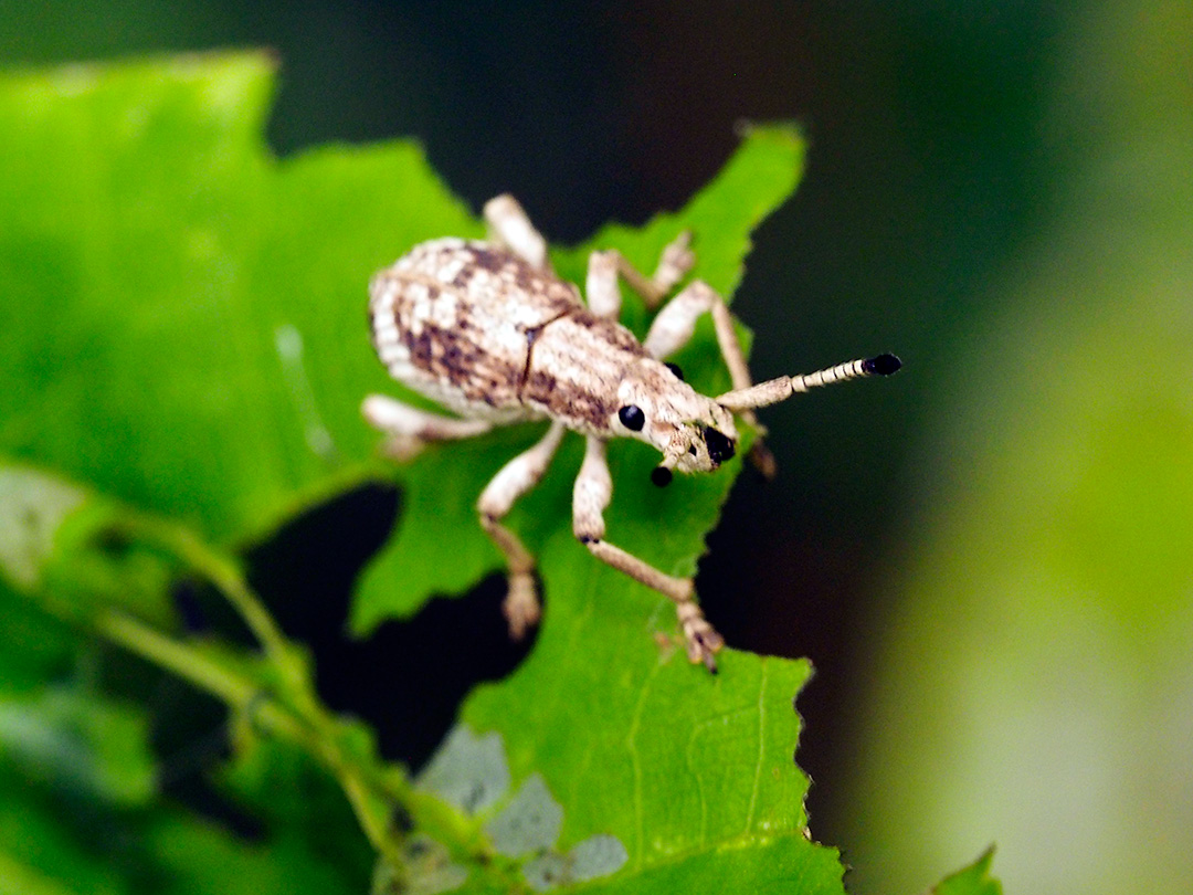 オキナワクワゾウムシ