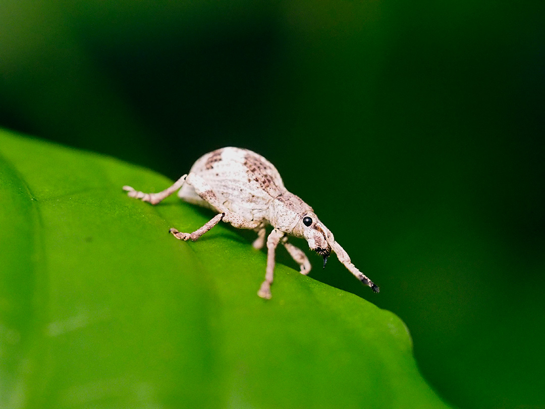 オキナワクワゾウムシ