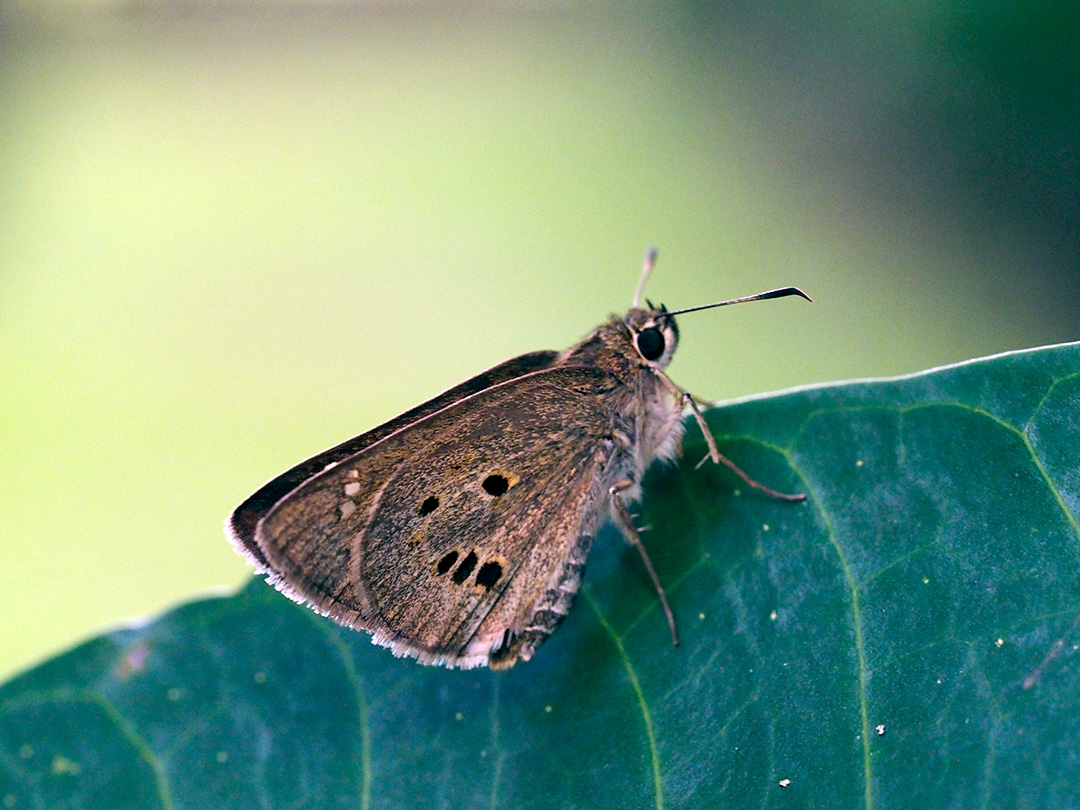 クロボシセセリ