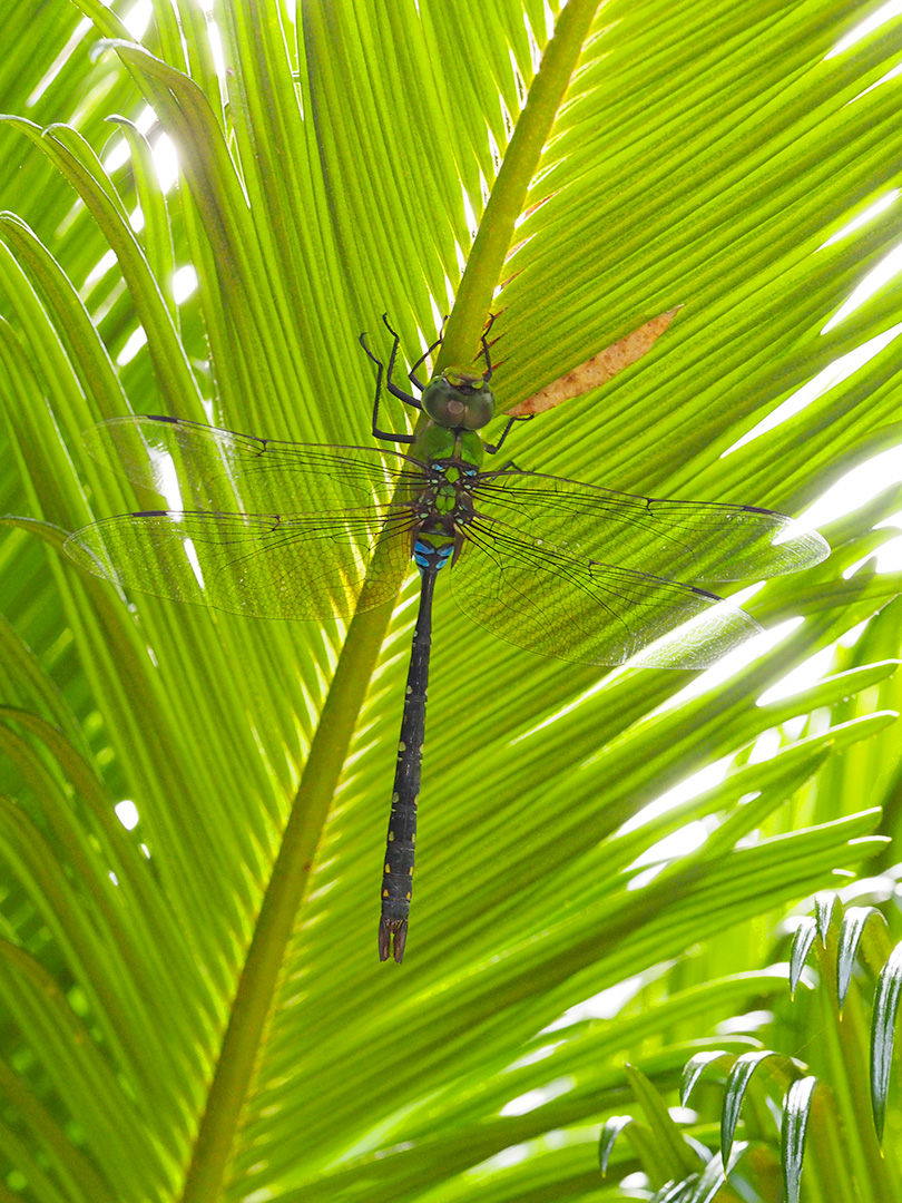 リュウキュウギンヤンマ