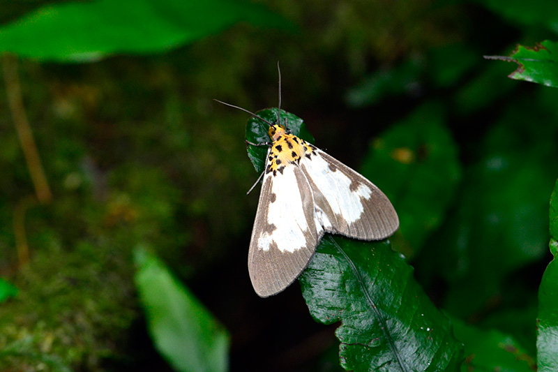 ホシヒトリモドキ