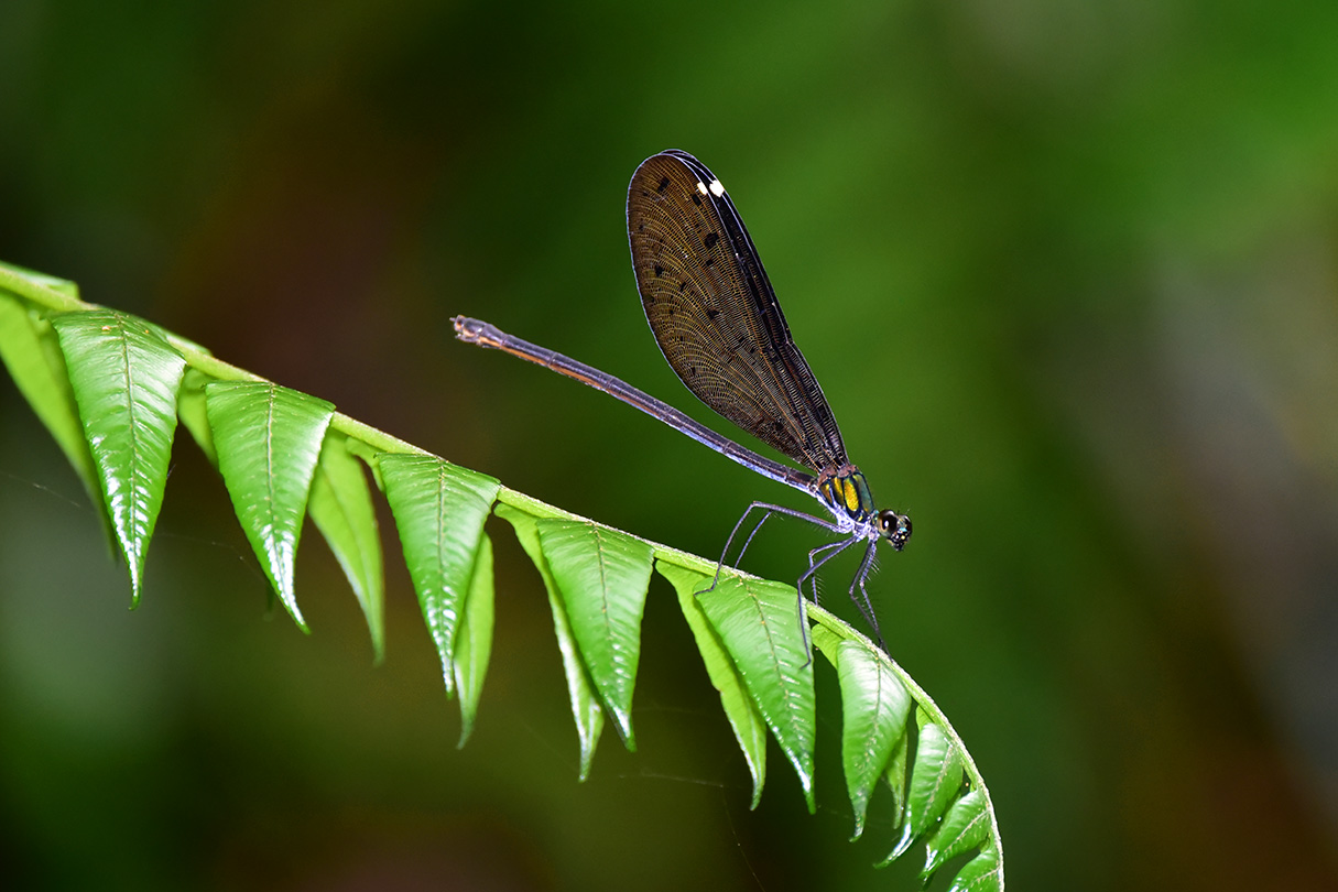 リュウキュウハグロトンボ雌