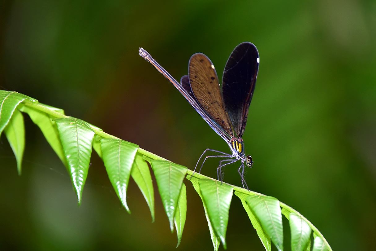 リュウキュウハグロトンボ雌