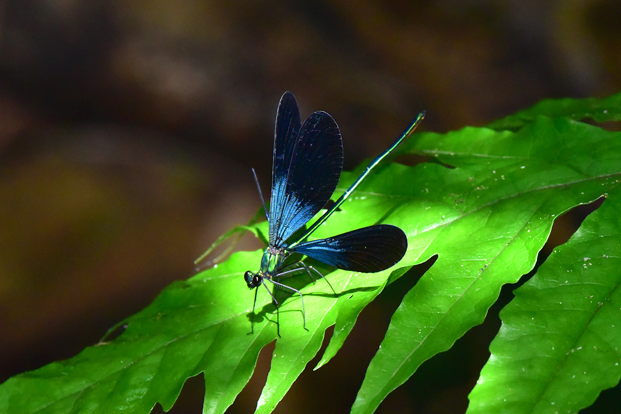 リュウキュウハグロトンボ雄
