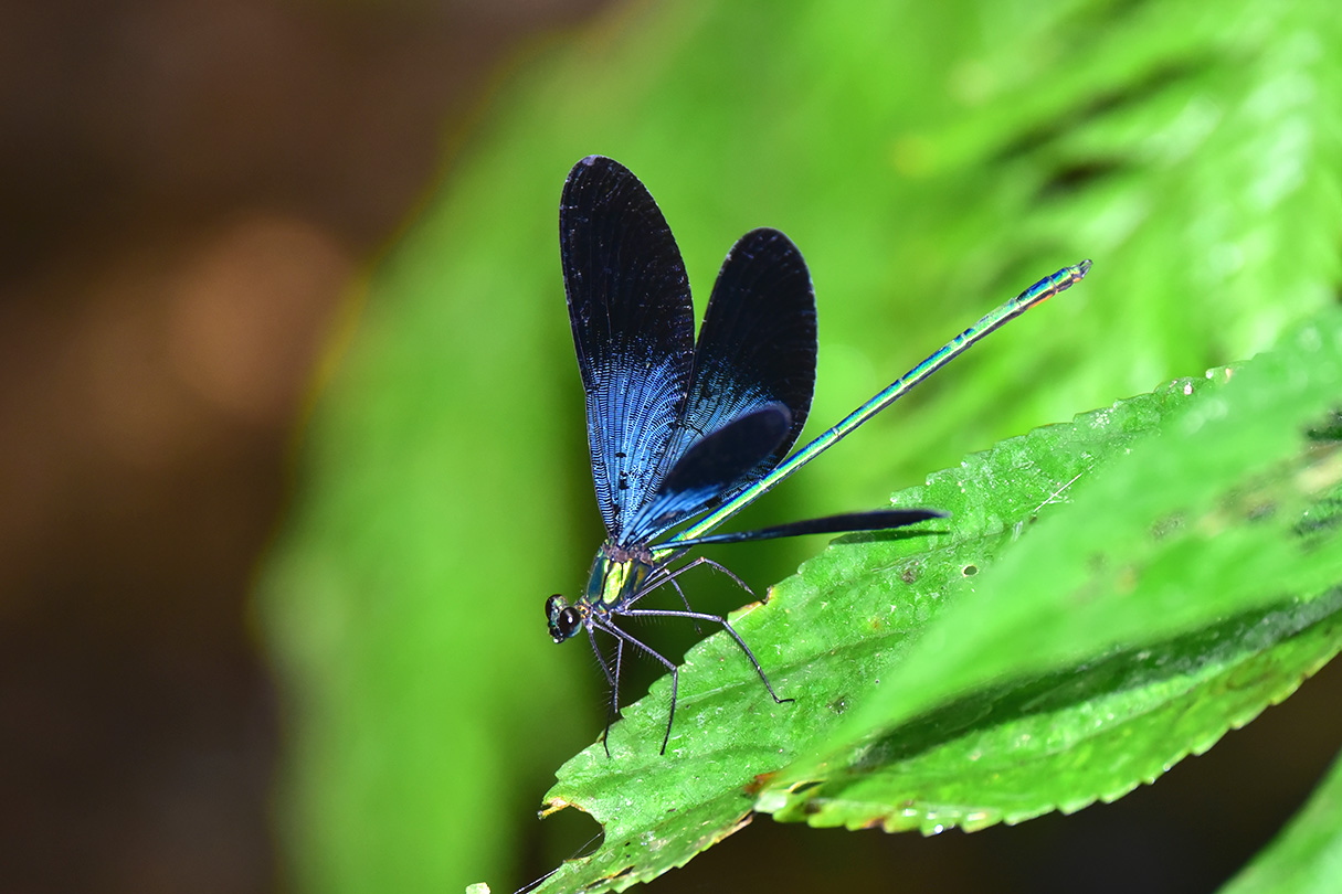 リュウキュウハグロトンボ雄
