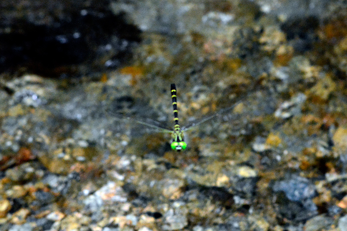 オキナワミナミヤンマ雄