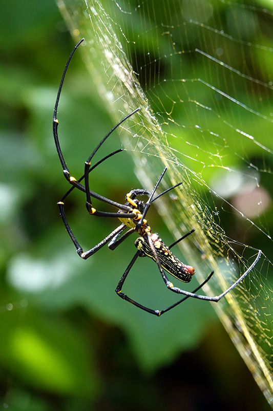 オオジョロウグモ雌