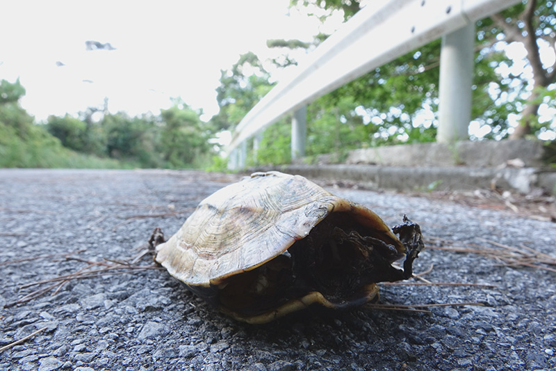 リュウキュウヤマガメ