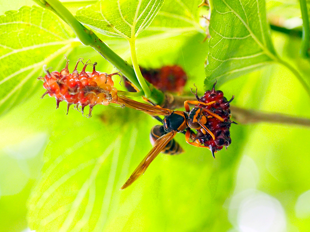 セグロアシナガバチ