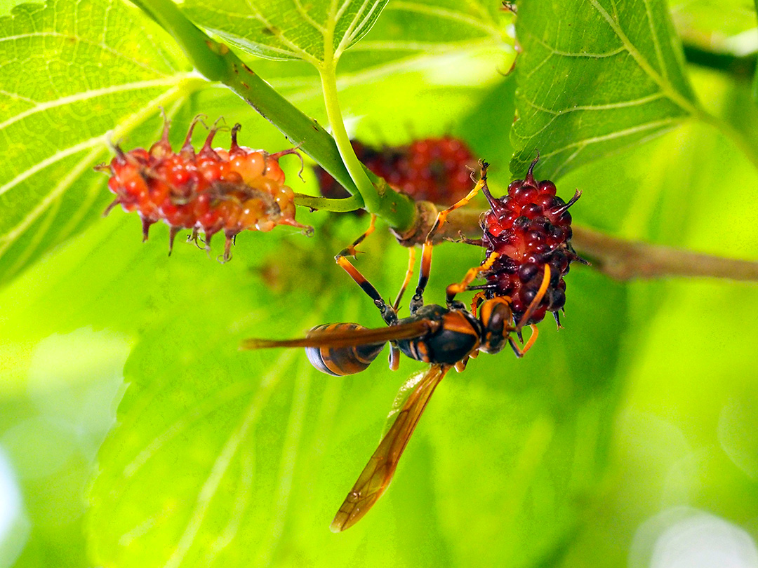 セグロアシナガバチ