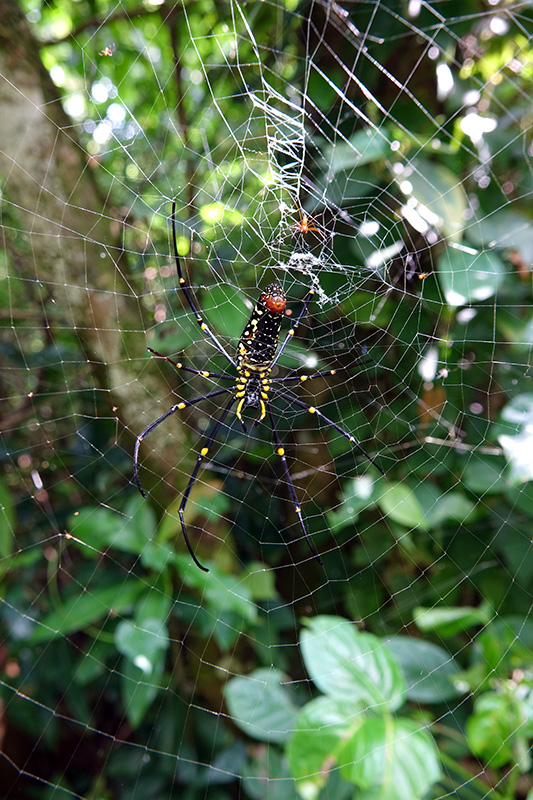オオジョロウグモ雌
