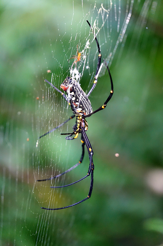 オオジョロウグモ雌