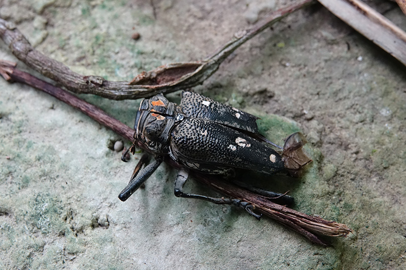 イチジクカミキリ