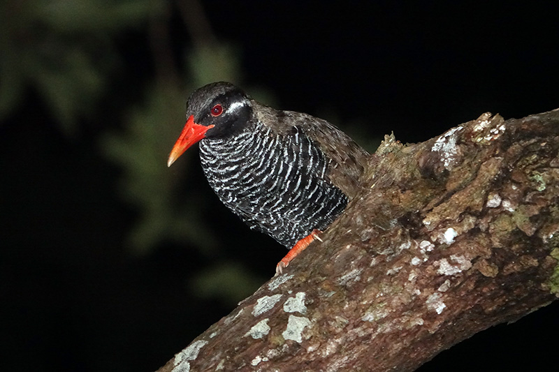 ヤンバルクイナ