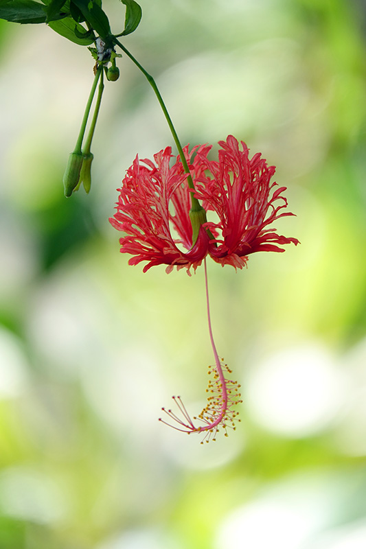 フウリンブッソウゲ