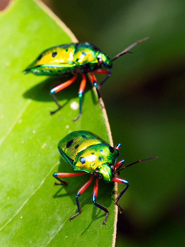ナナホシキンカメムシ