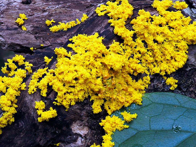 変形菌（粘菌）