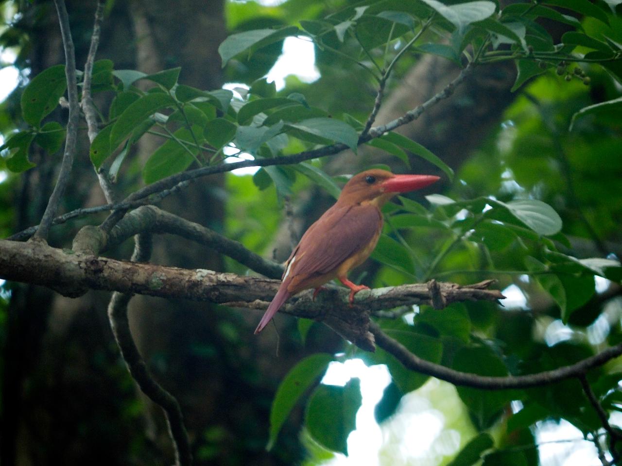 リュウキュウアカショウビン