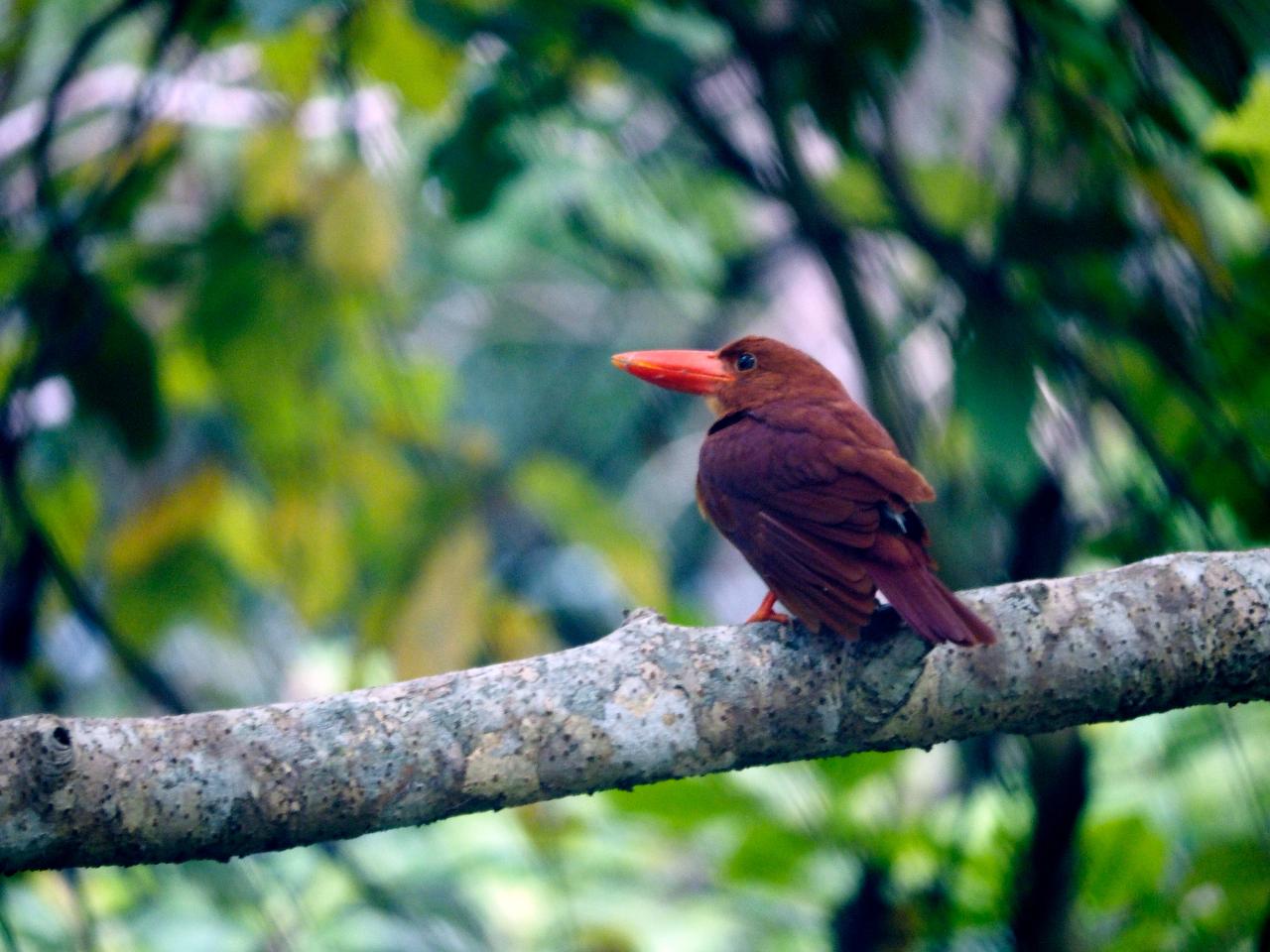 リュウキュウアカショウビン