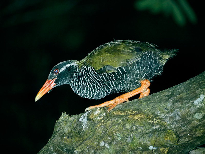 ヤンバルクイナ