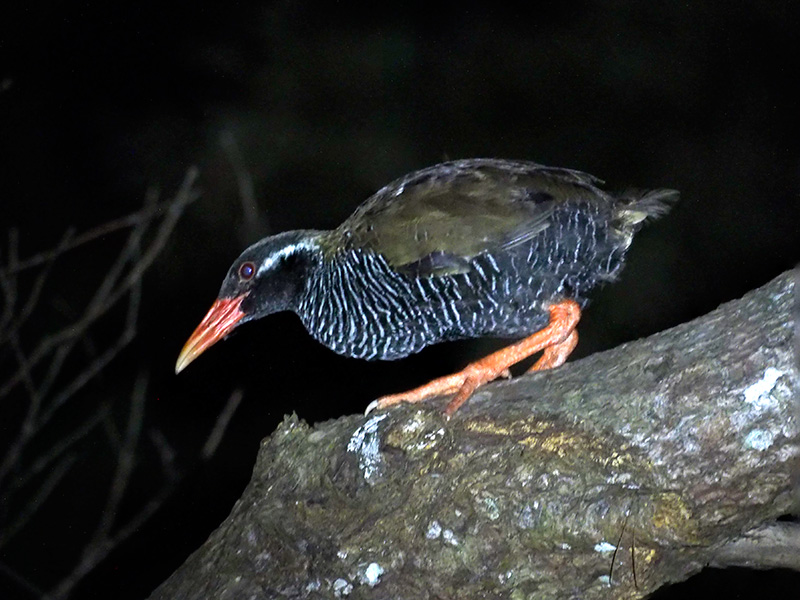 ヤンバルクイナ