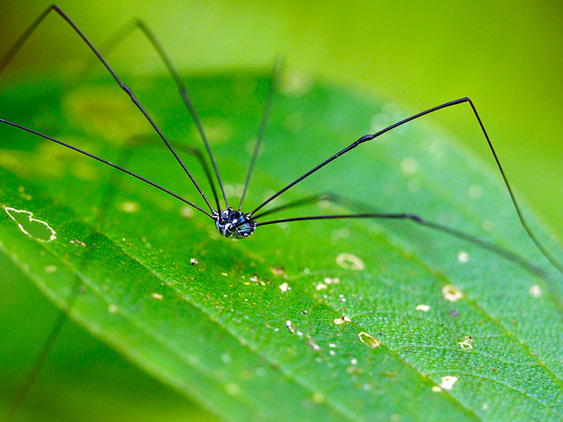 オキナワスベザトウムシ