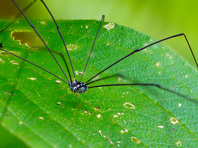 オキナワスベザトウムシ