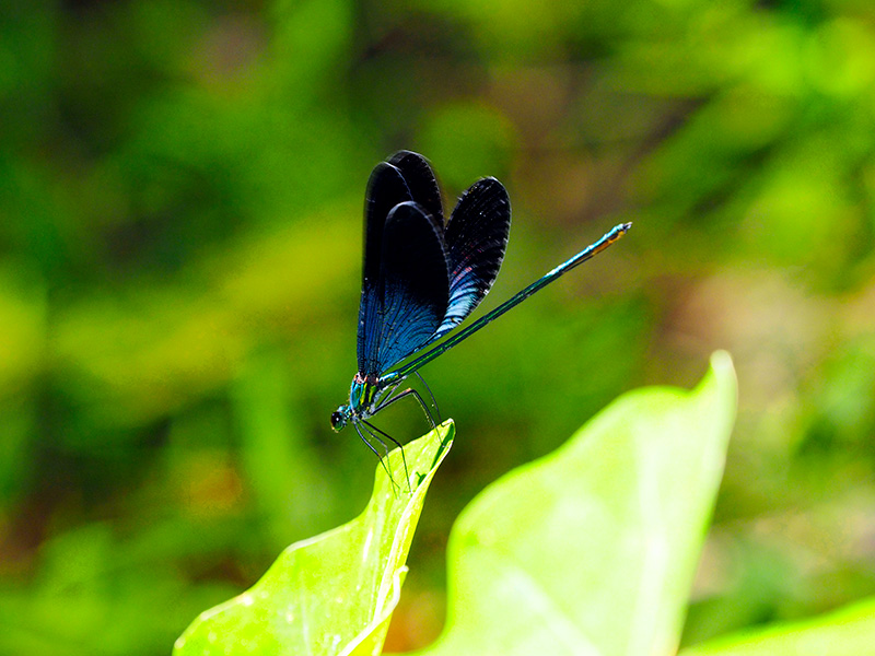 リュウキュウハグロトンボ雄
