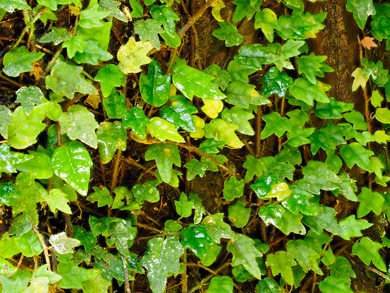 ヒメイタビカズラ