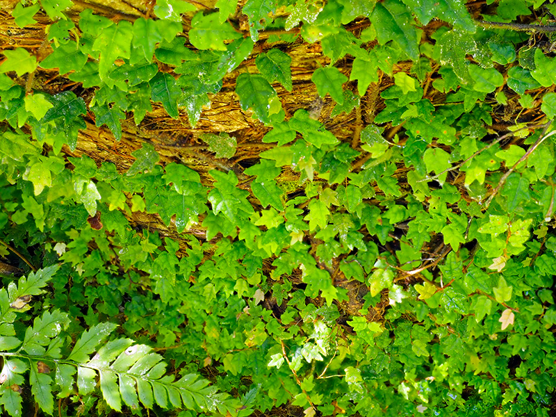 ヒメイタビカズラ