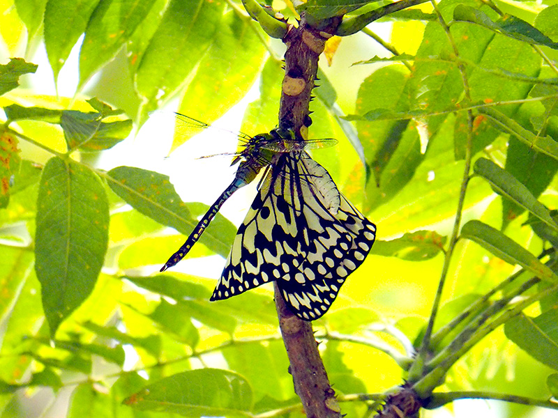 リュウキュウギンヤンマとオオゴマダラ