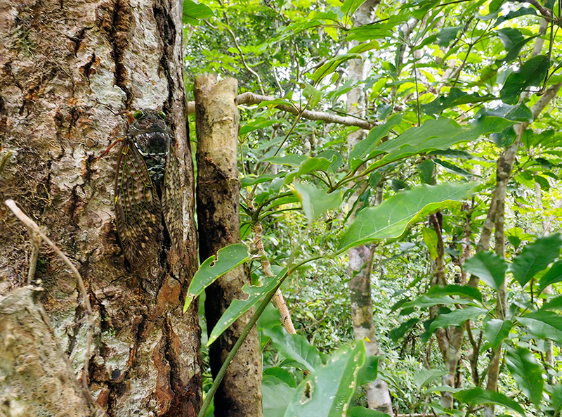 リュウキュウアブラゼミ