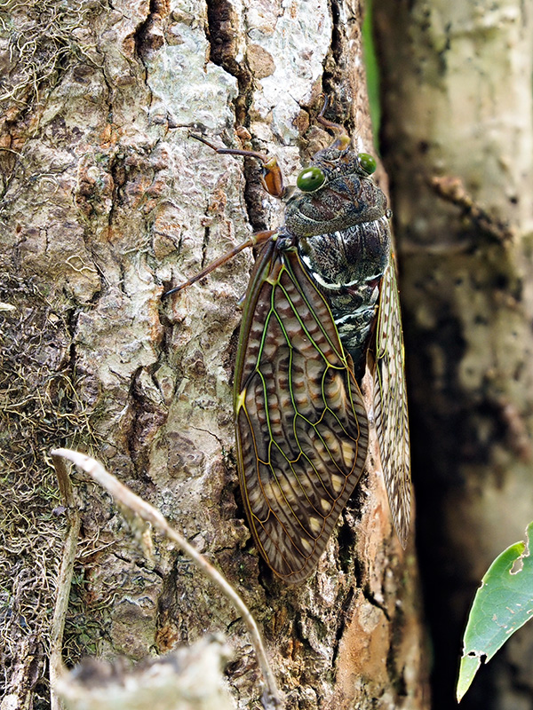 リュウキュウアブラゼミ