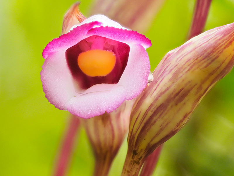 ナンバンギセル