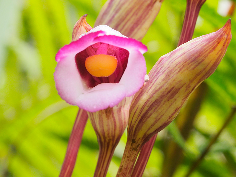 ナンバンギセル
