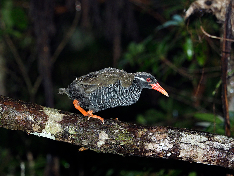 ヤンバルクイナ