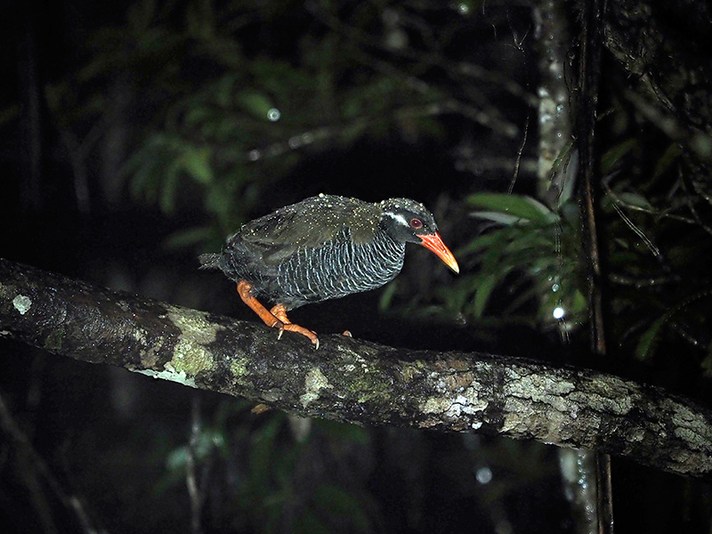 ヤンバルクイナ