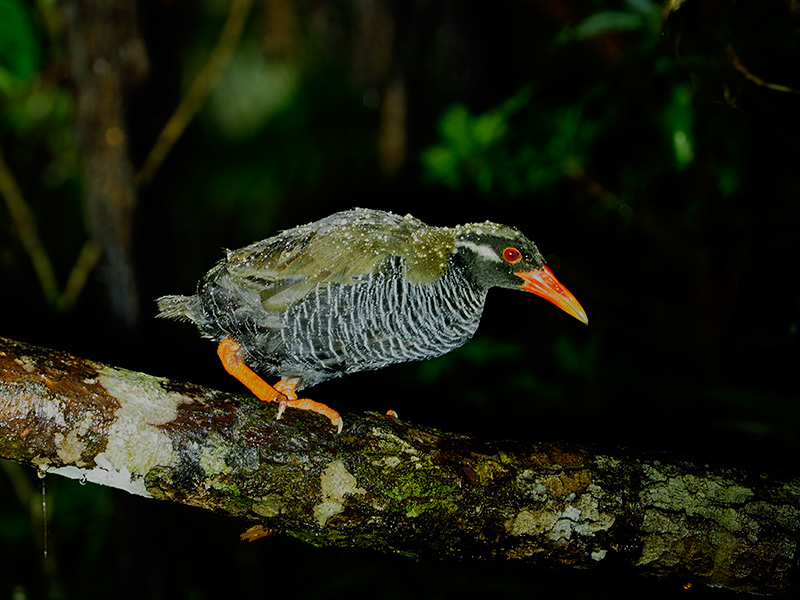ヤンバルクイナ