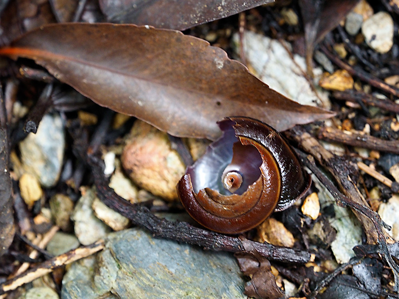 ヤンバルマイマイ殻