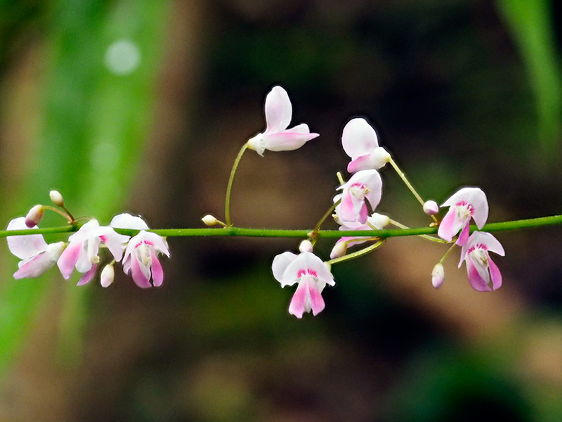 トキワヤブハギ