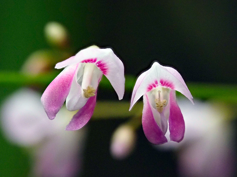 トキワヤブハギ