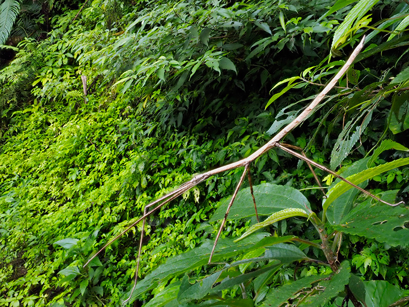 アマミナナフシ雄