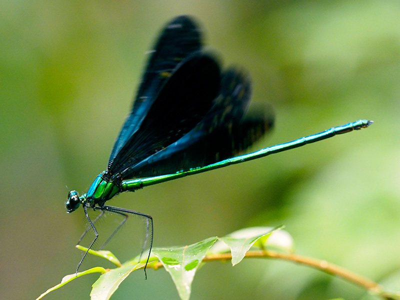 リュウキュウハグロトンボ雄