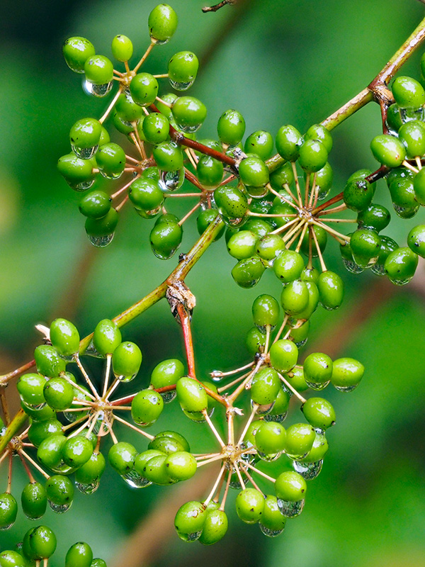 サツマサンキライ