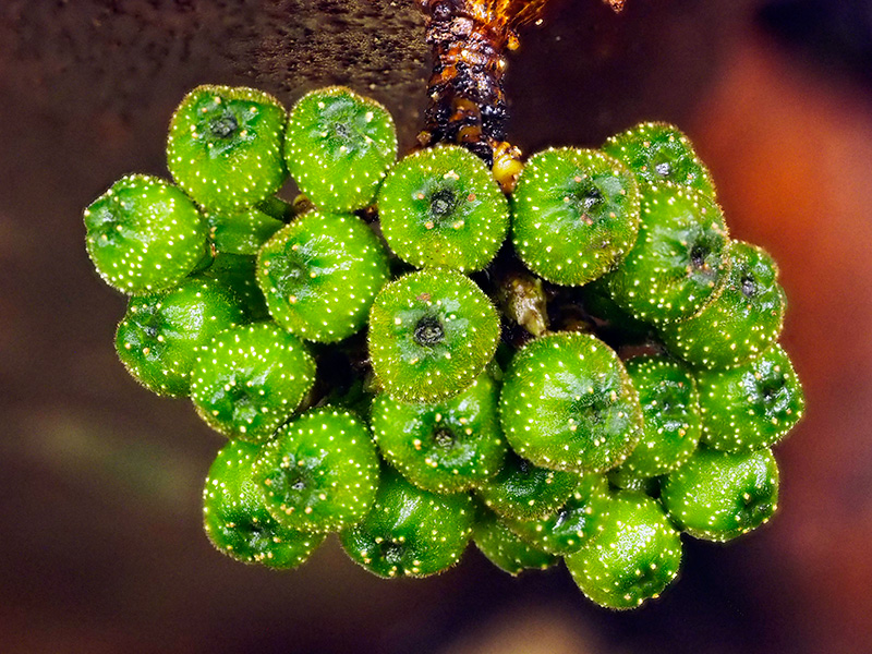 アカメイヌビワ（コウトウイヌビワ）