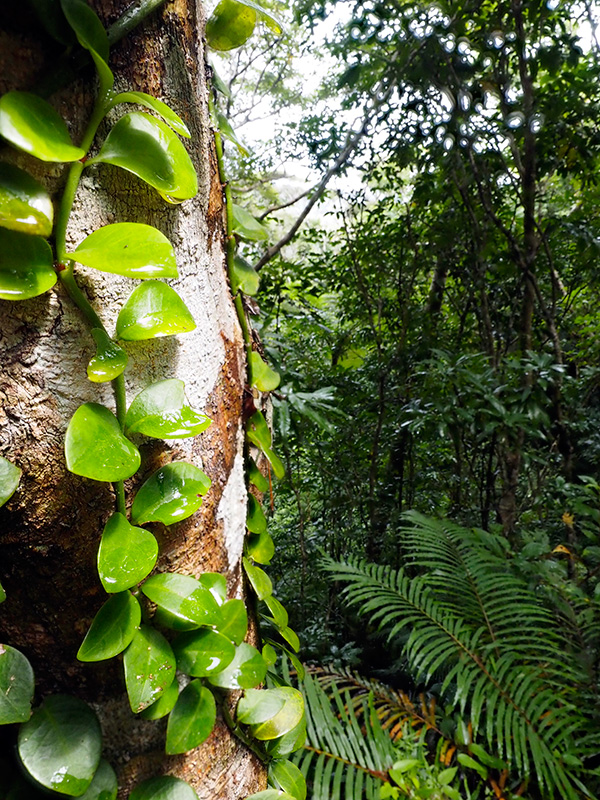 シラタマカズラ